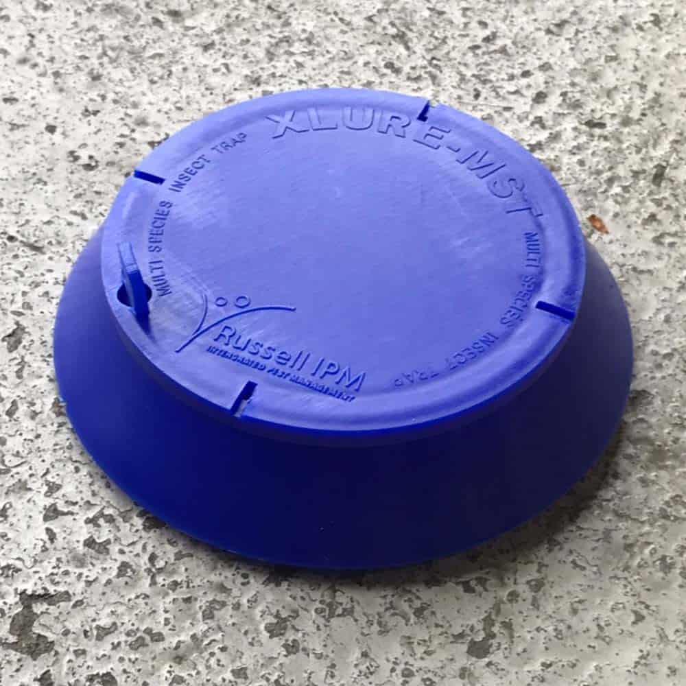 Insect trap on grain store floor